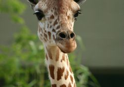 Laryngeal Nerve of the Giraffe